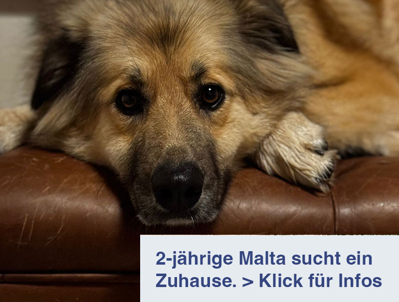 Malta sucht ein Zuhause